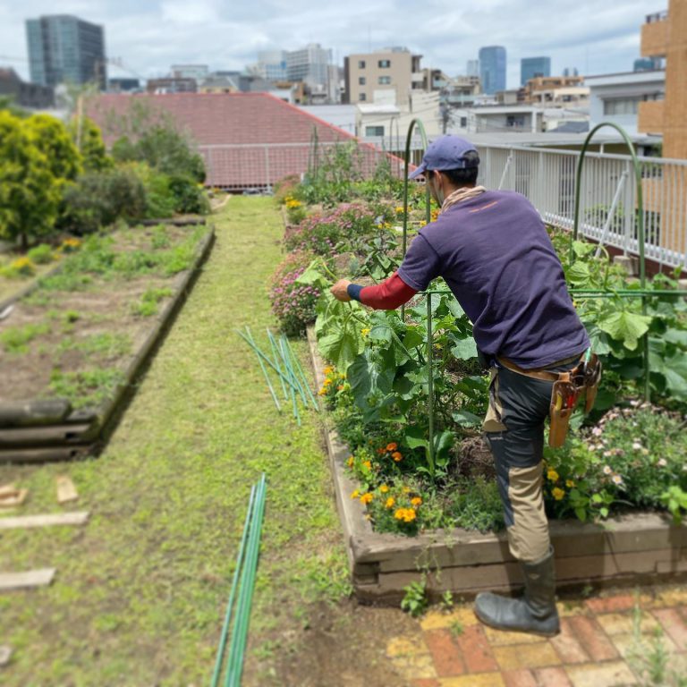 菜園 畝 支柱 手入れ 作業スタッフ 屋上