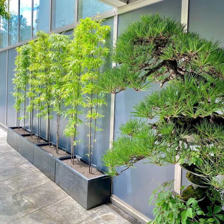 マツ 竹 プランター 建物際 緑化