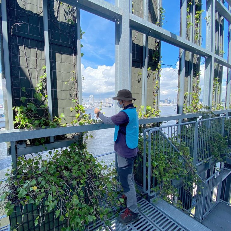 壁面緑化 つる植物 バルコニー 植栽管理 作業スタッフ