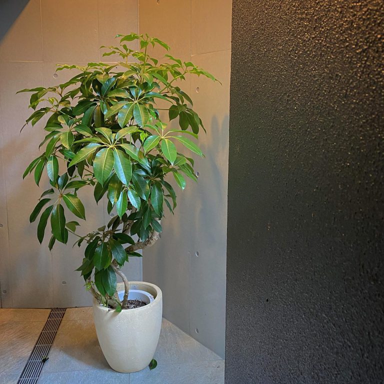 観葉植物 シェフレラ 鉢植え 白鉢