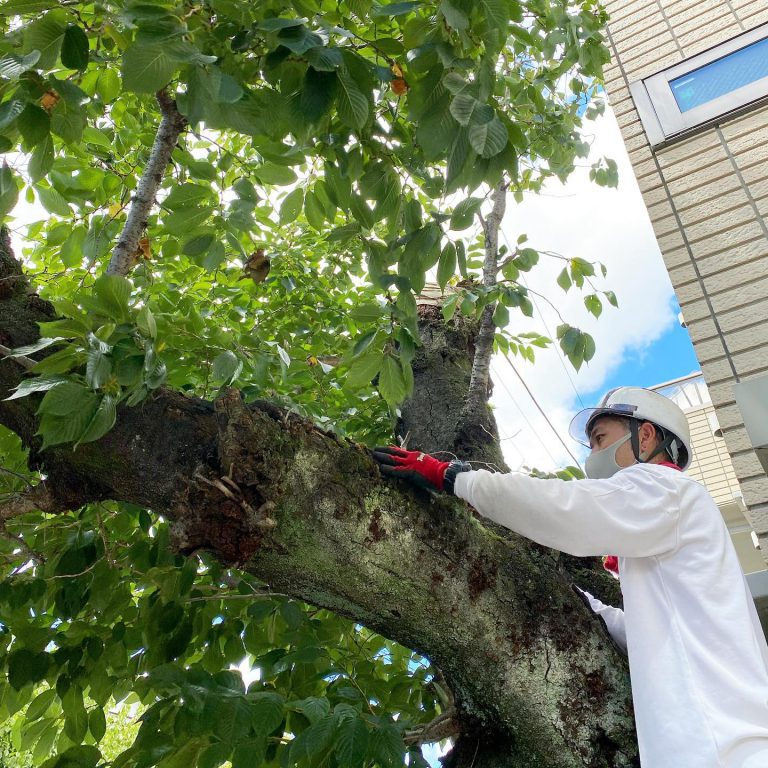 枝 樹皮 触診 外観診断 樹木医