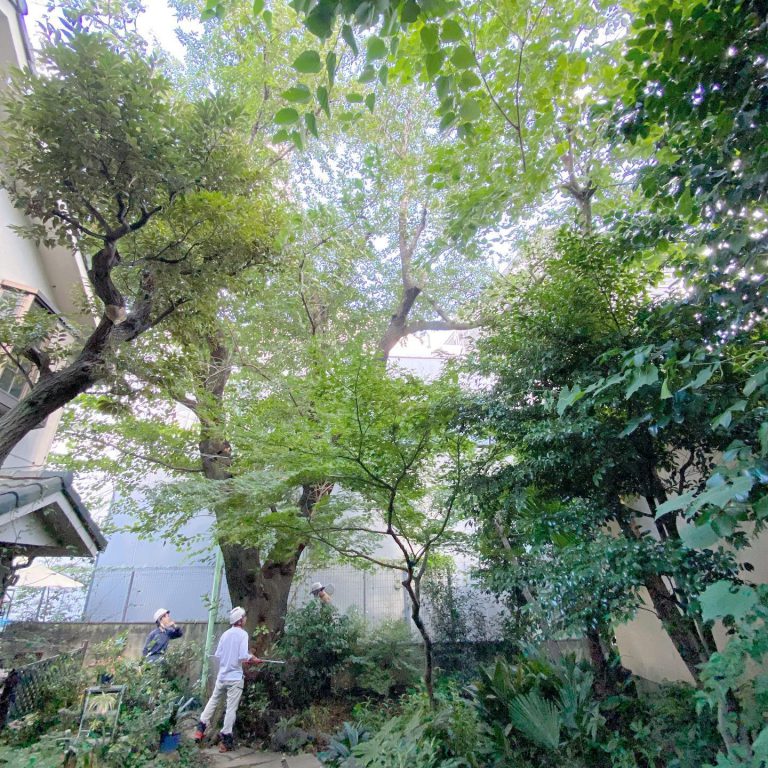 高木 庭園 樹木医 調査 作業スタッフ