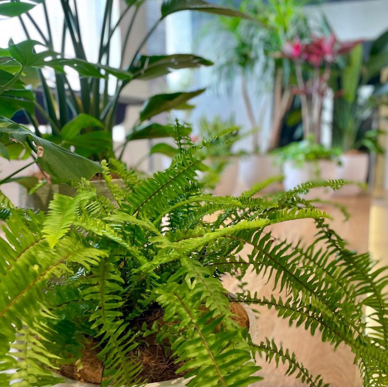 シダ 観葉植物 植え込み 室内緑化