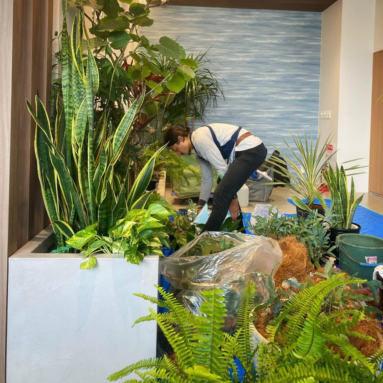 観葉植物 植え込み作業 サンスベリア プランター 作業スタッフ