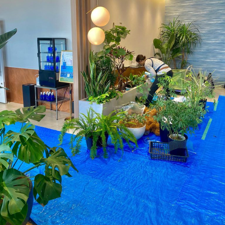 室内緑化 施工中 観葉植物 養生シート 作業スタッフ