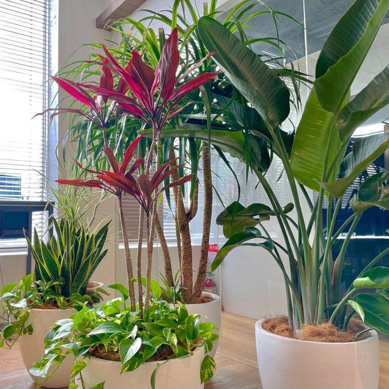 観葉植物 室内緑化 鉢植え 窓辺