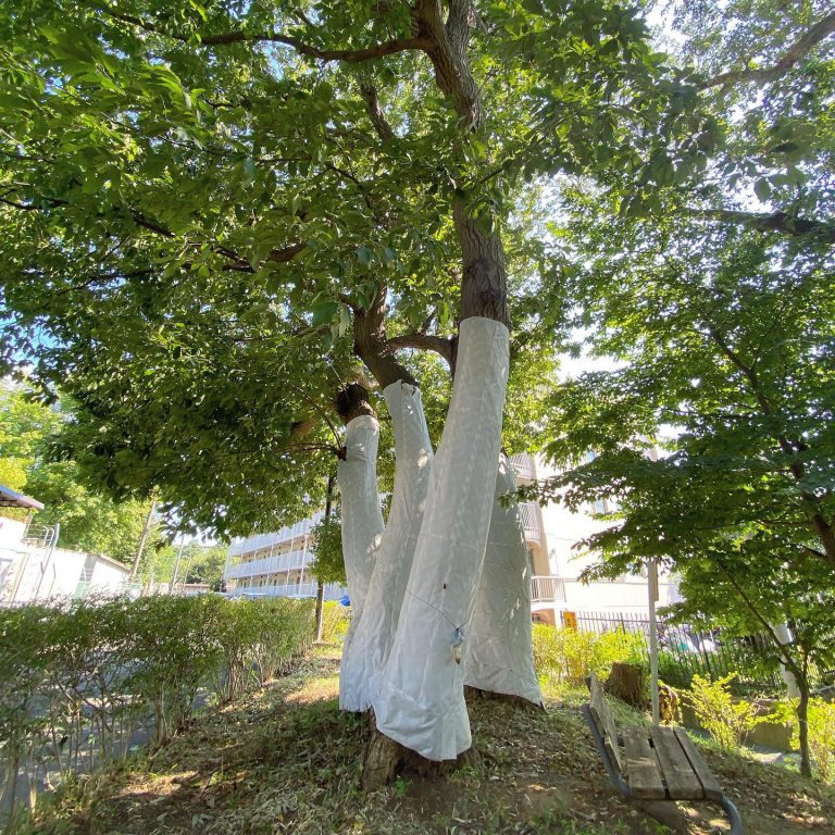 幹 白い被覆 保護 高木