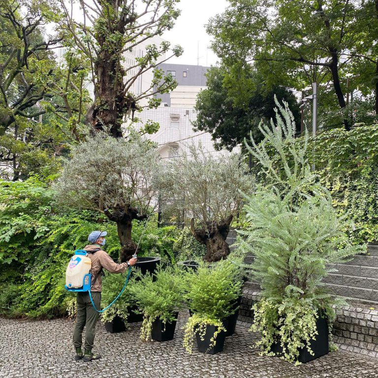 動力噴霧機 鉢植え オリーブ 植栽管理 階段