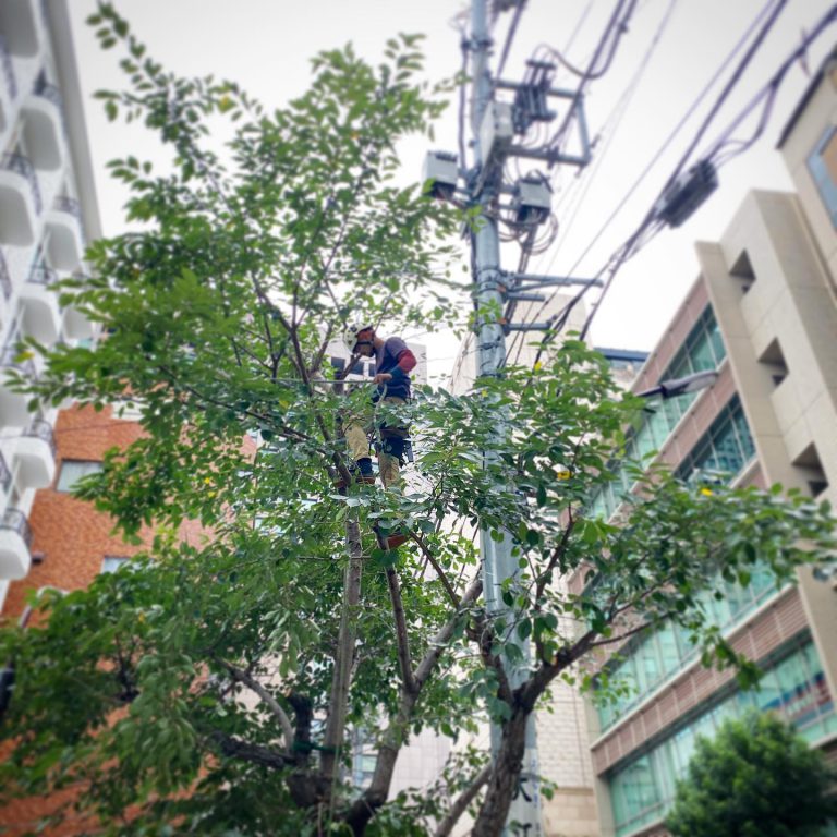 電柱 電線 ビル街 高木 樹上作業