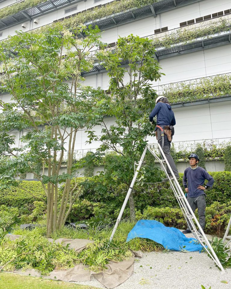 脚立 高木剪定 中木 作業スタッフ 緑地管理
