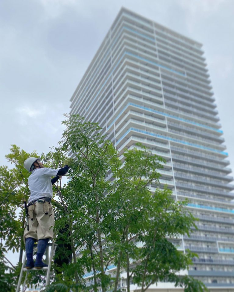 脚立 剪定 高層ビル 中木 作業スタッフ