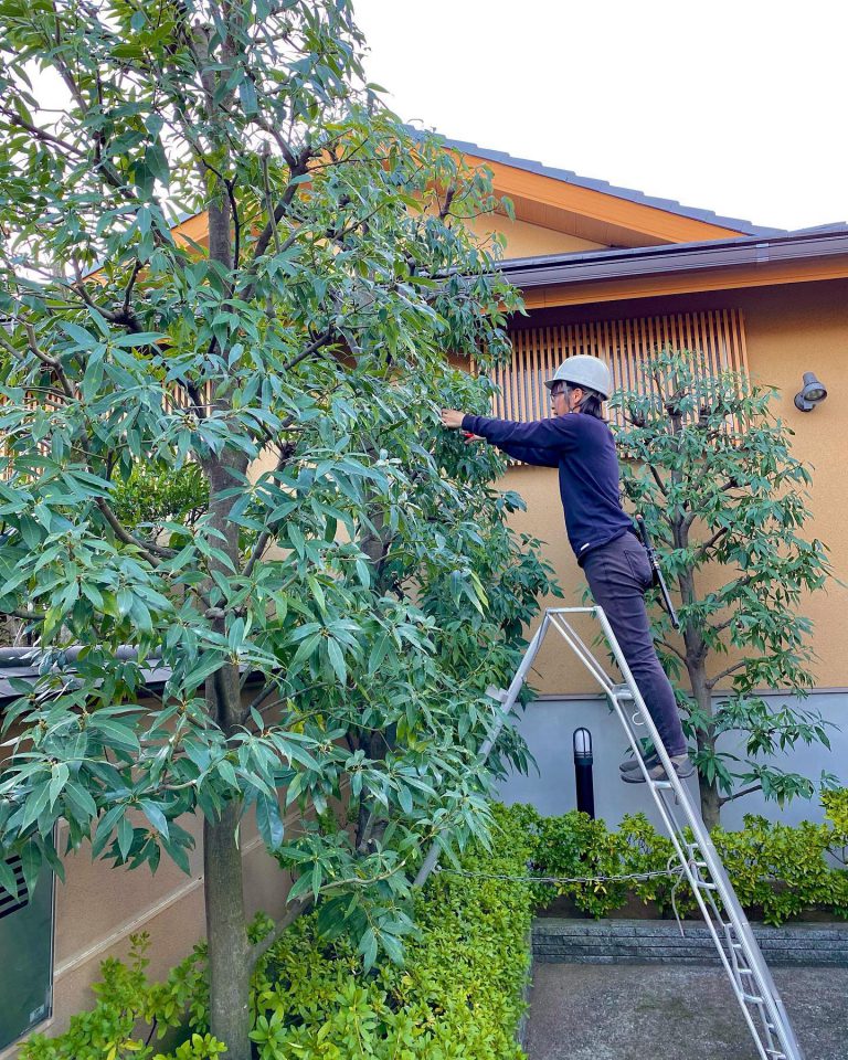 剪定 脚立 高木 ヘルメット 作業スタッフ