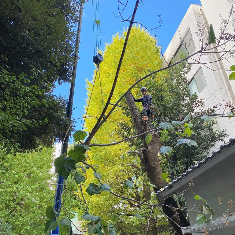 クレーン フック 建物 樹上作業 黄葉