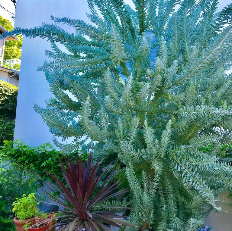 シルバーリーフ 銅葉 植栽 屋上 グリーンデザイン