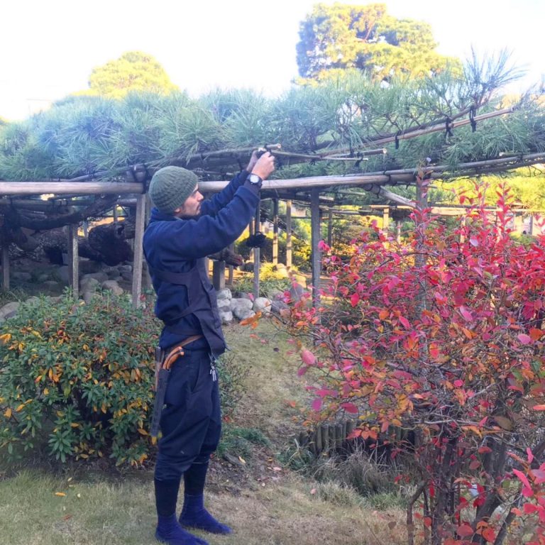 マツ 棚 枝の手入れ 紅葉 作業スタッフ