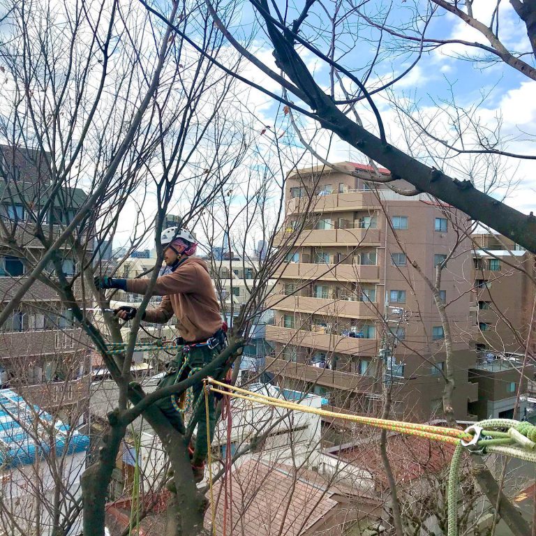 住宅地 落葉樹 ロープ 樹上作業 高木剪定