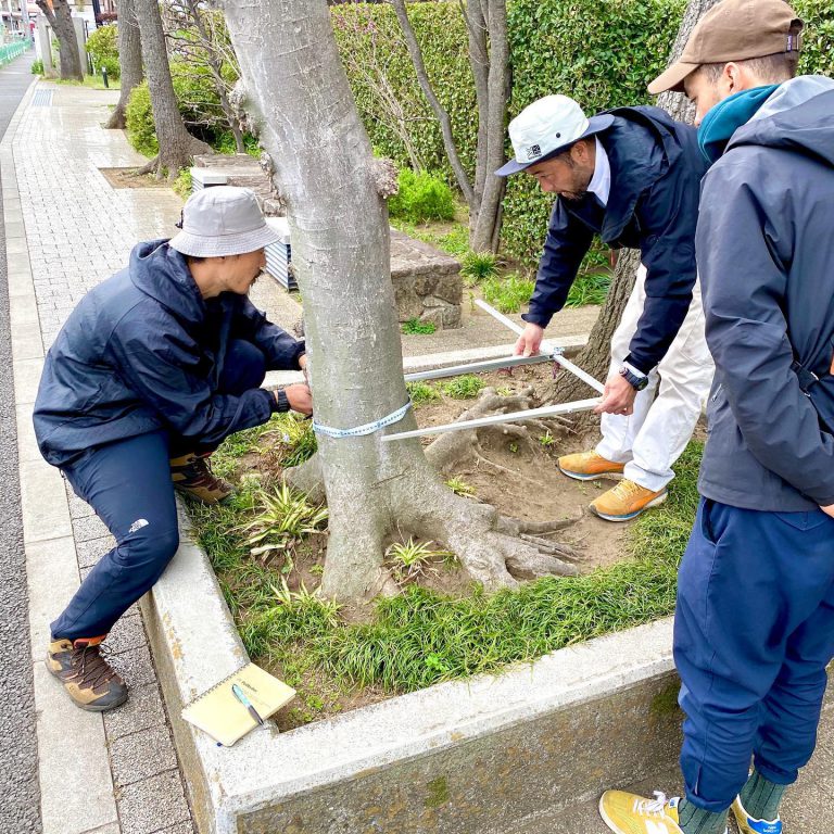 幹周 計測 街路樹 植樹帯 樹木診断