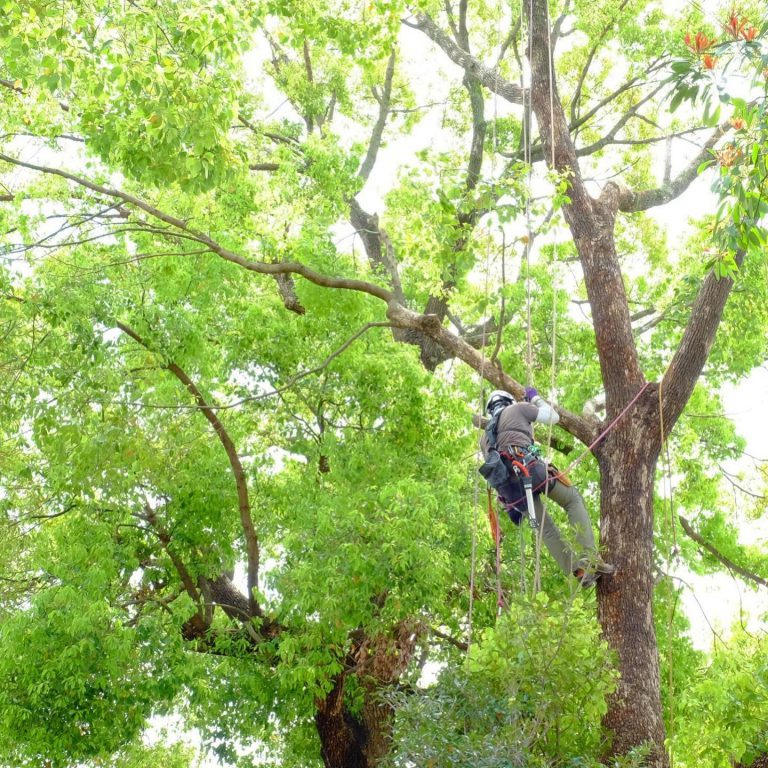 高木 ツリークライミング ロープワーク 樹上作業 新緑