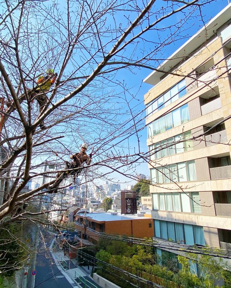 東京アメリカンクラブ　桜剪定