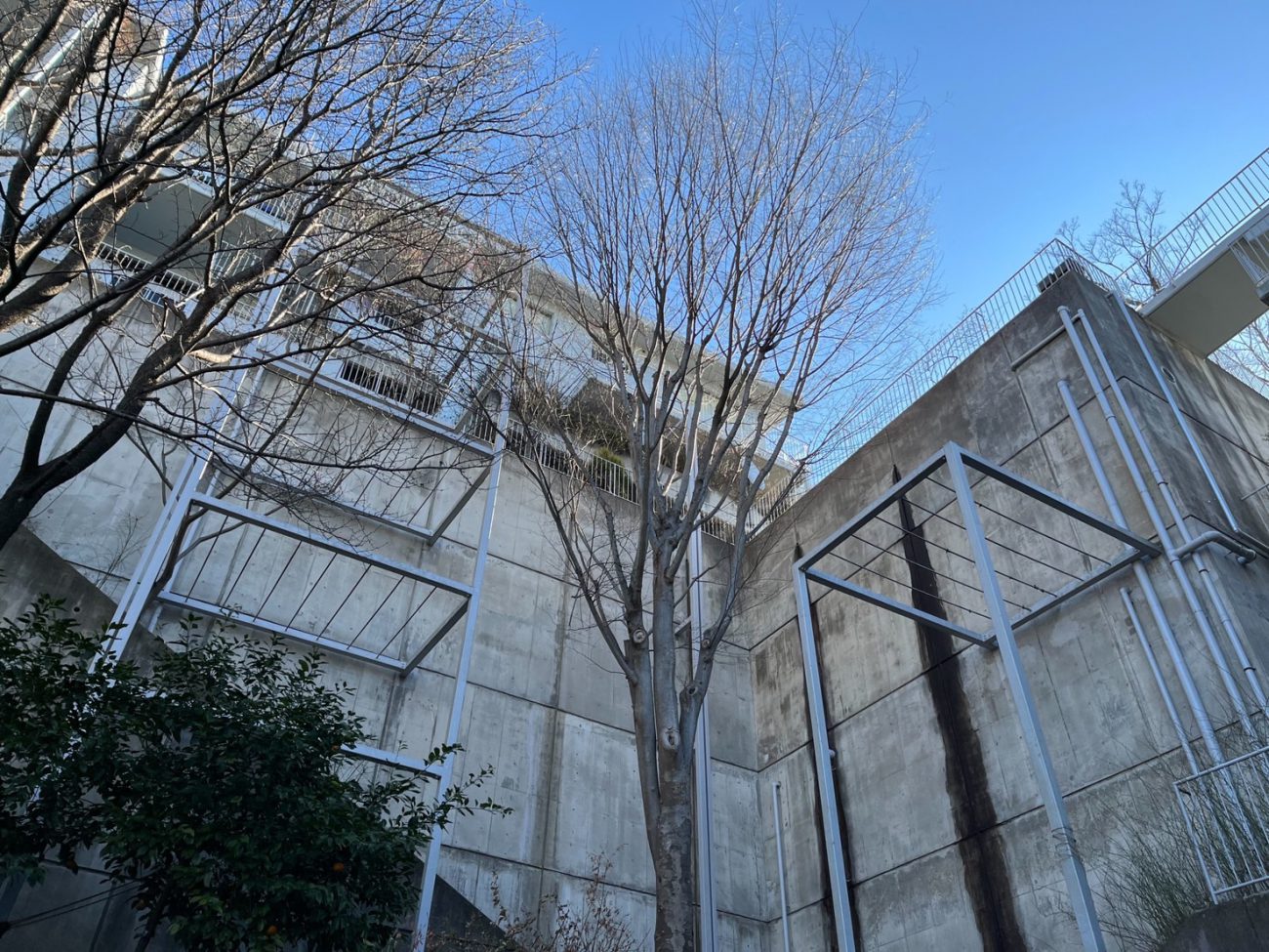 ケヤキ 剪定前 見上げ マンション植栽管理 川崎市