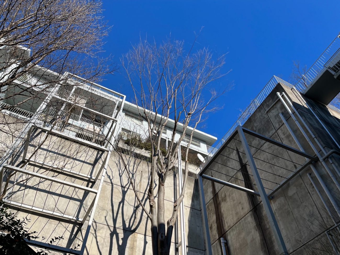 ケヤキ 剪定後 見上げ マンション植栽管理 川崎市