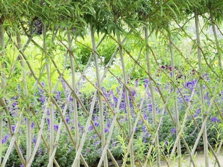 セイヨウコリヤナギの編み込まれた生垣　フランス　パリ