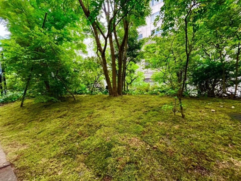 ハイゴケの苔庭 苔庭 植栽 施工後の点検