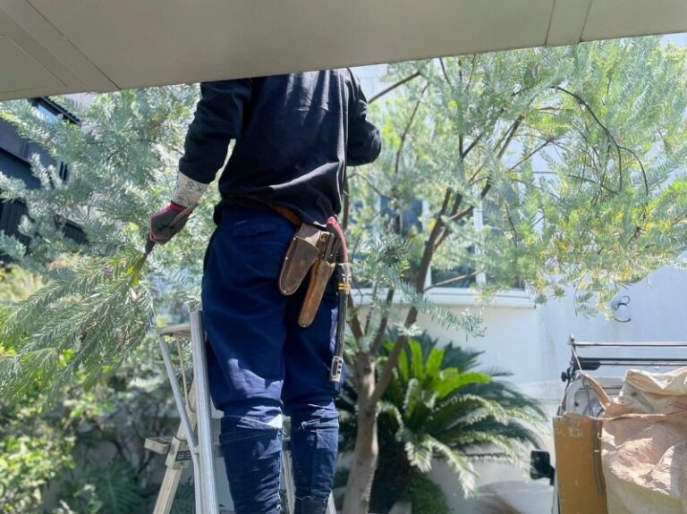 アカシア　ブルーブッシュ 剪定　メンテナンス　職人　造園