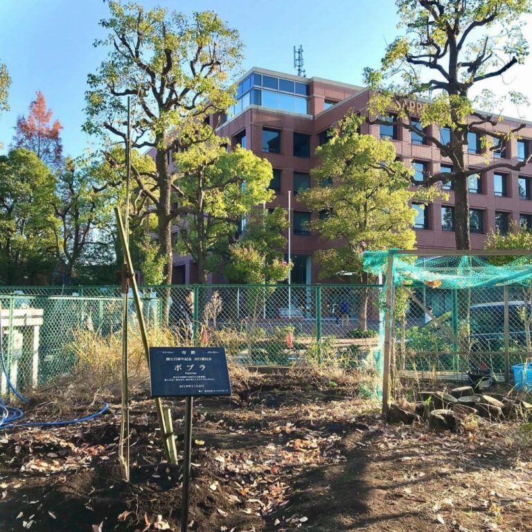 渋谷区立加計塚小学校　植樹　100周年　ポプラ