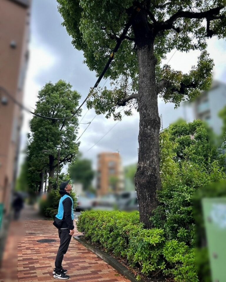 樹木医　移植適正度診断　移植可否　街路樹　外観診断　カルテ
