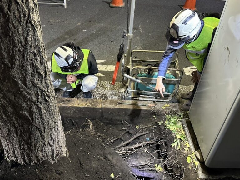 無電柱化　樹木医　根系試掘調査　移植適性度　街路樹　樹木診断