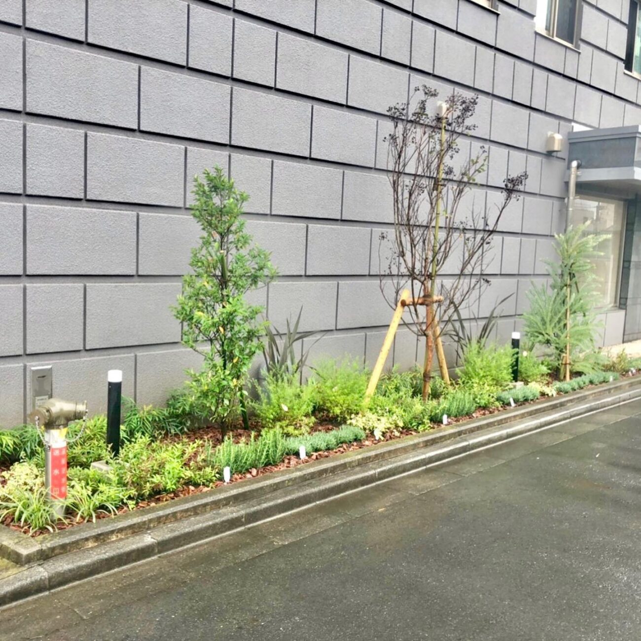外壁沿い 植栽帯 常緑樹 支柱 下草 植栽リノベーション