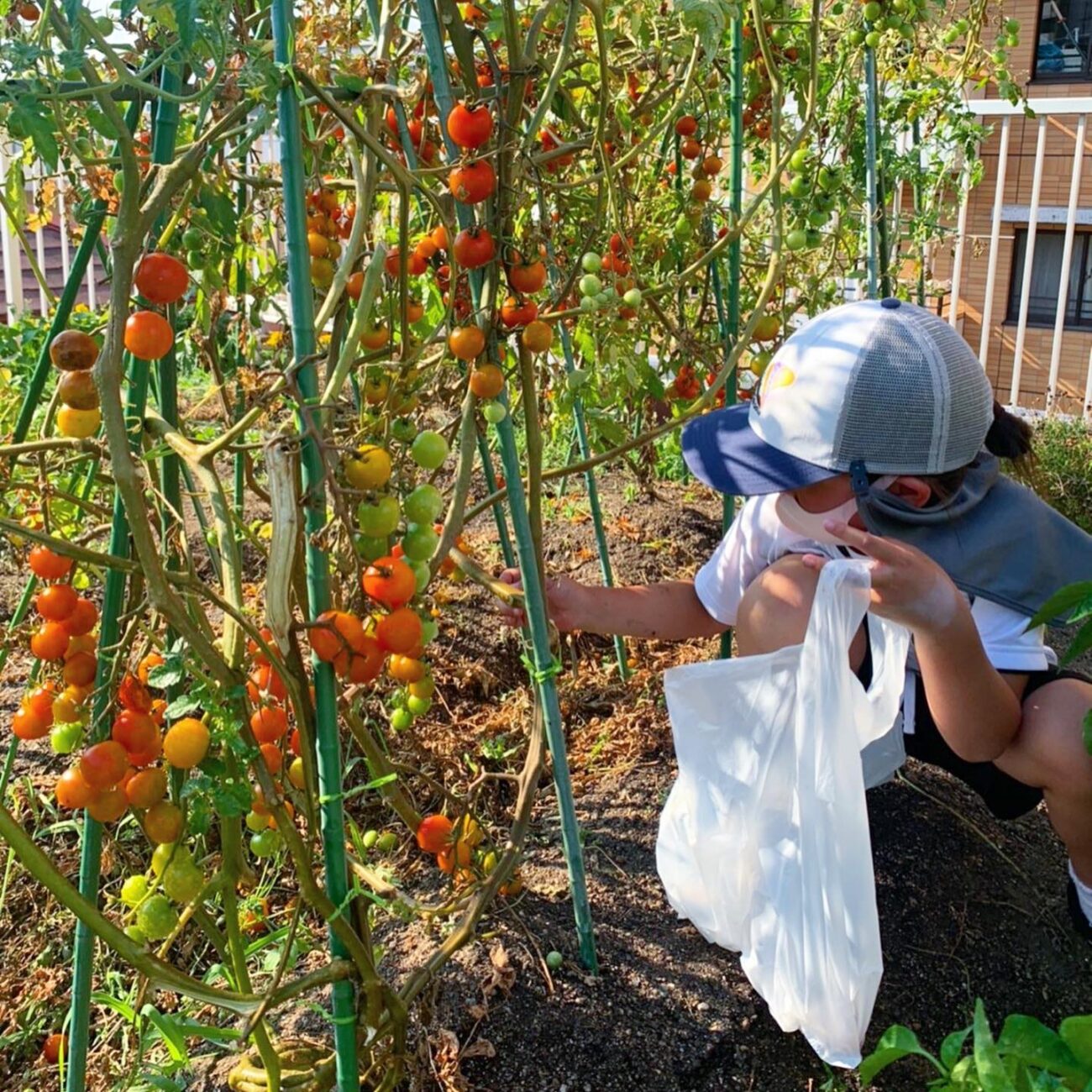 ミニトマト 収穫 支柱 菜園 野菜づくり