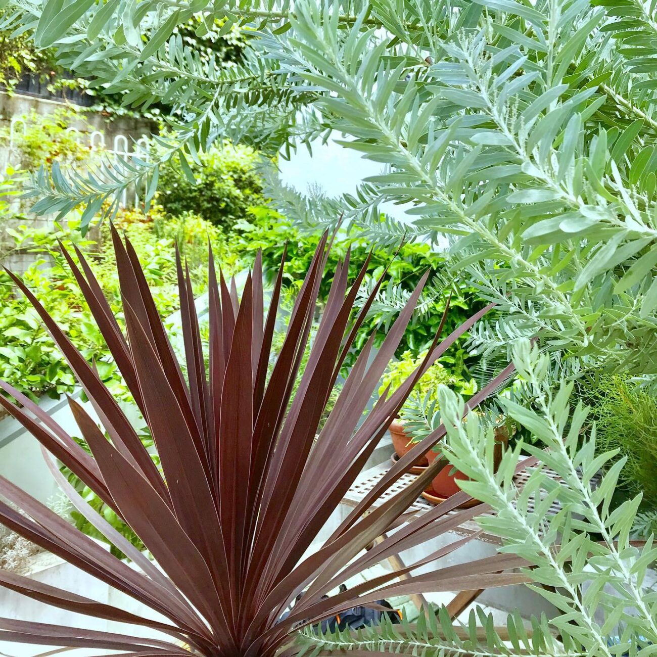 銅葉 シルバーリーフ 寄せ植え グリーンデザイン