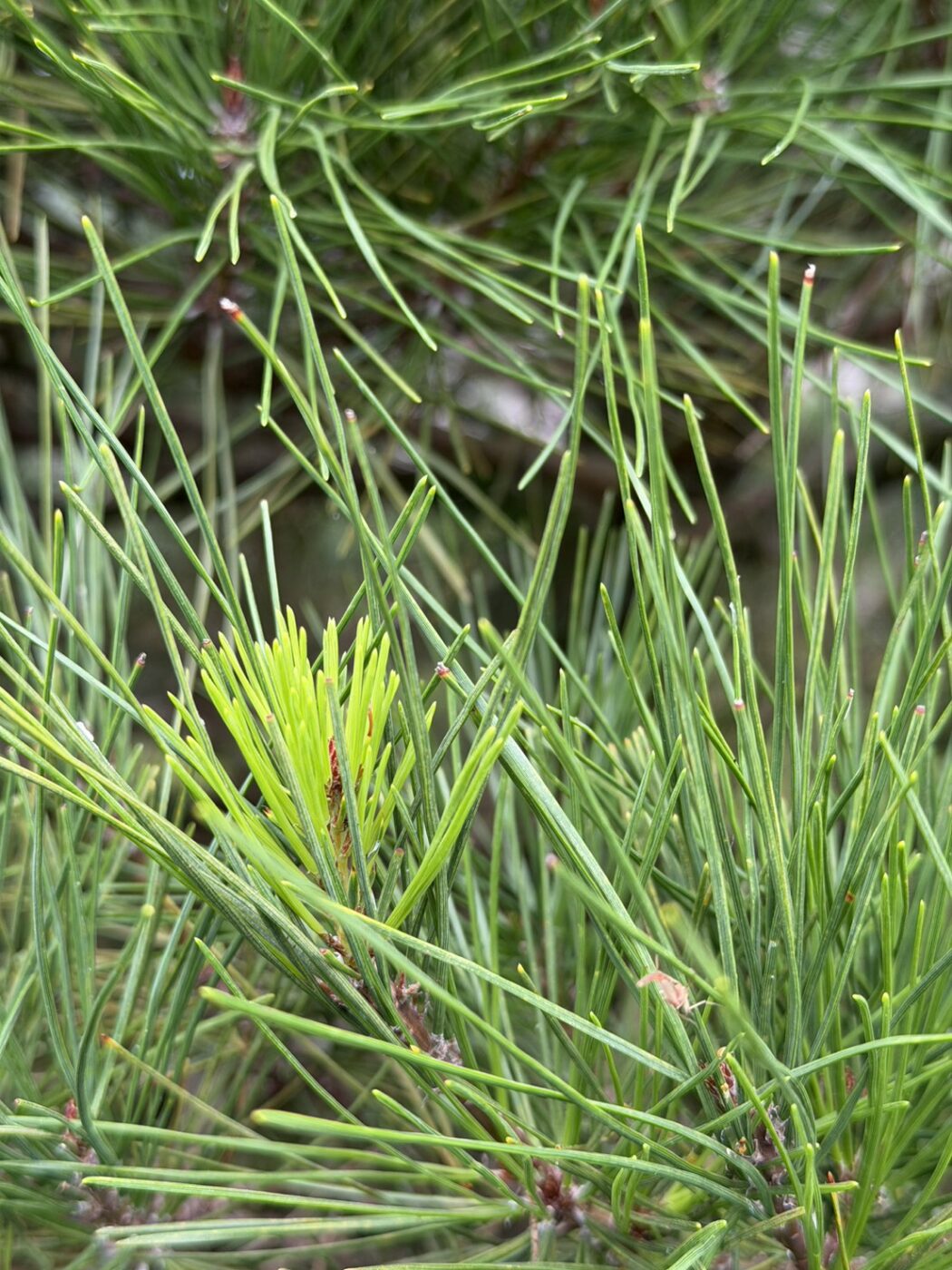 マツ 新芽 葉 夏期休業 お知らせ