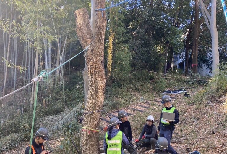 ナラ枯れ 枯死木 ロープ 機器診断 樹木医