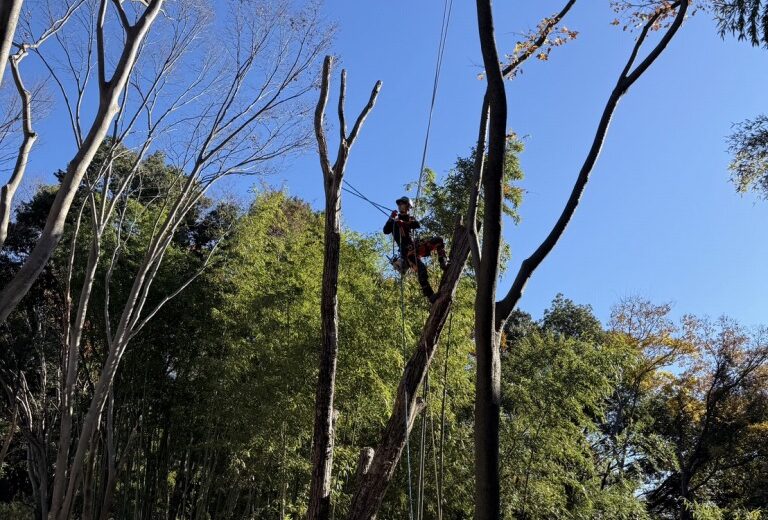 ナラ枯れ 枯死木 ツリークライミング 伐採 雑木林