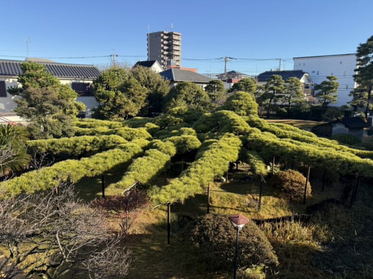 寿昌院　臥竜の松　江戸川区　天然記念物