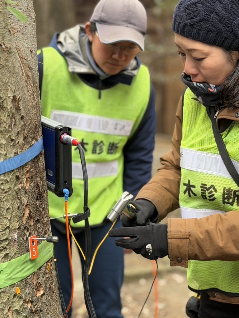 PiCUS Sonic Tomograph　ピカス　樹木医　樹木診断　機器診断　御神木