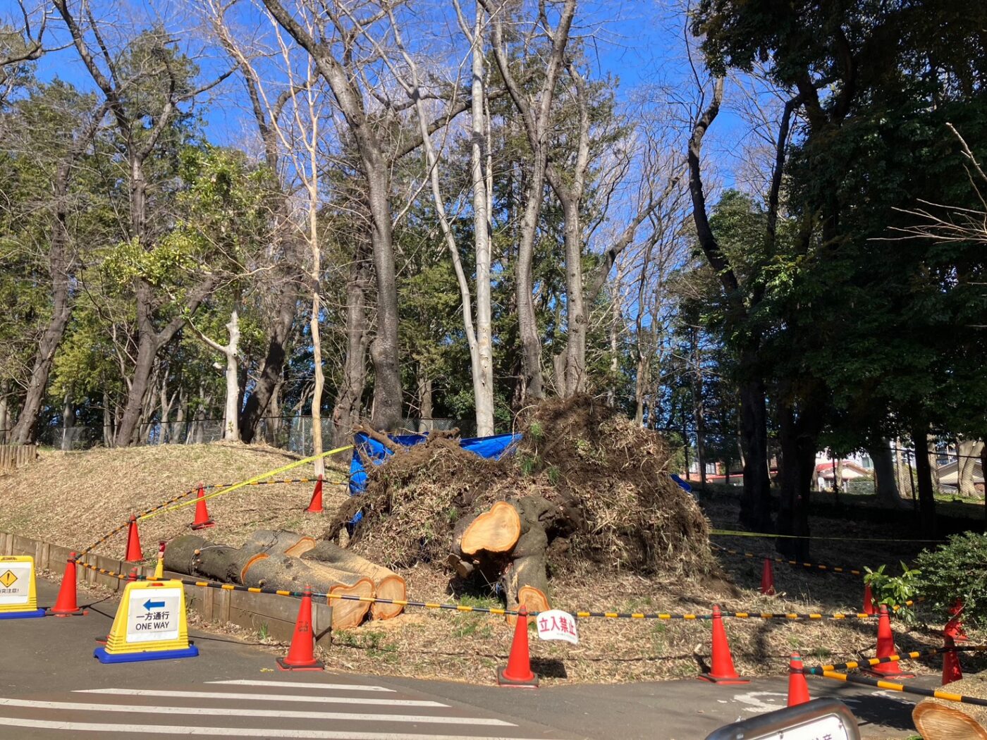 樹木医　倒木　桜　サクラ　樹木診断　公園　アーボリスト