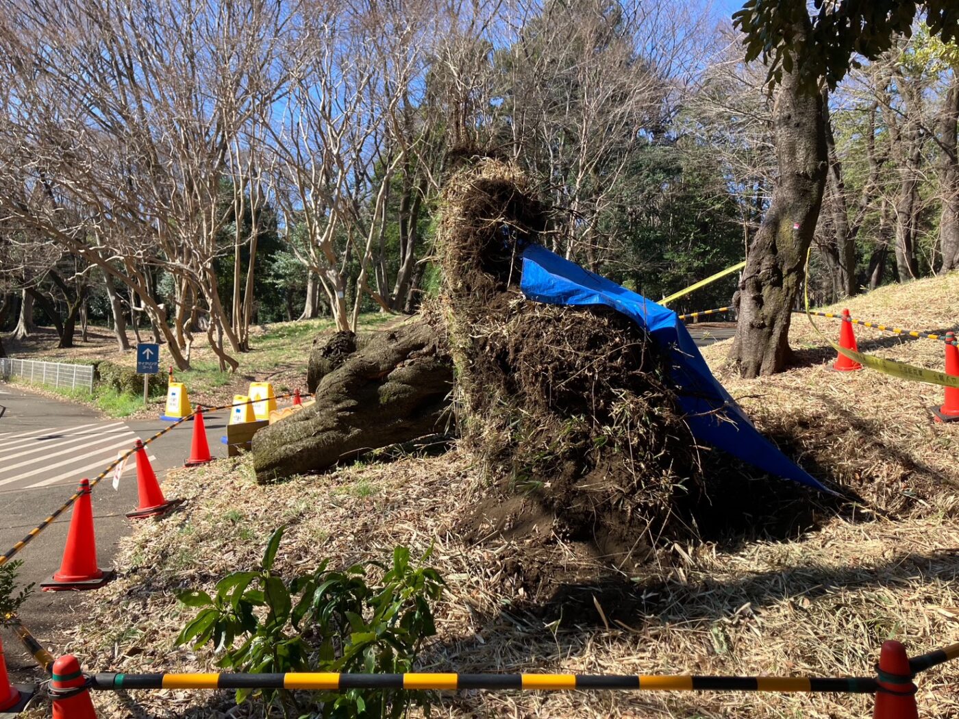 樹木医　倒木　桜　サクラ　樹木診断　公園　アーボリスト　根返り