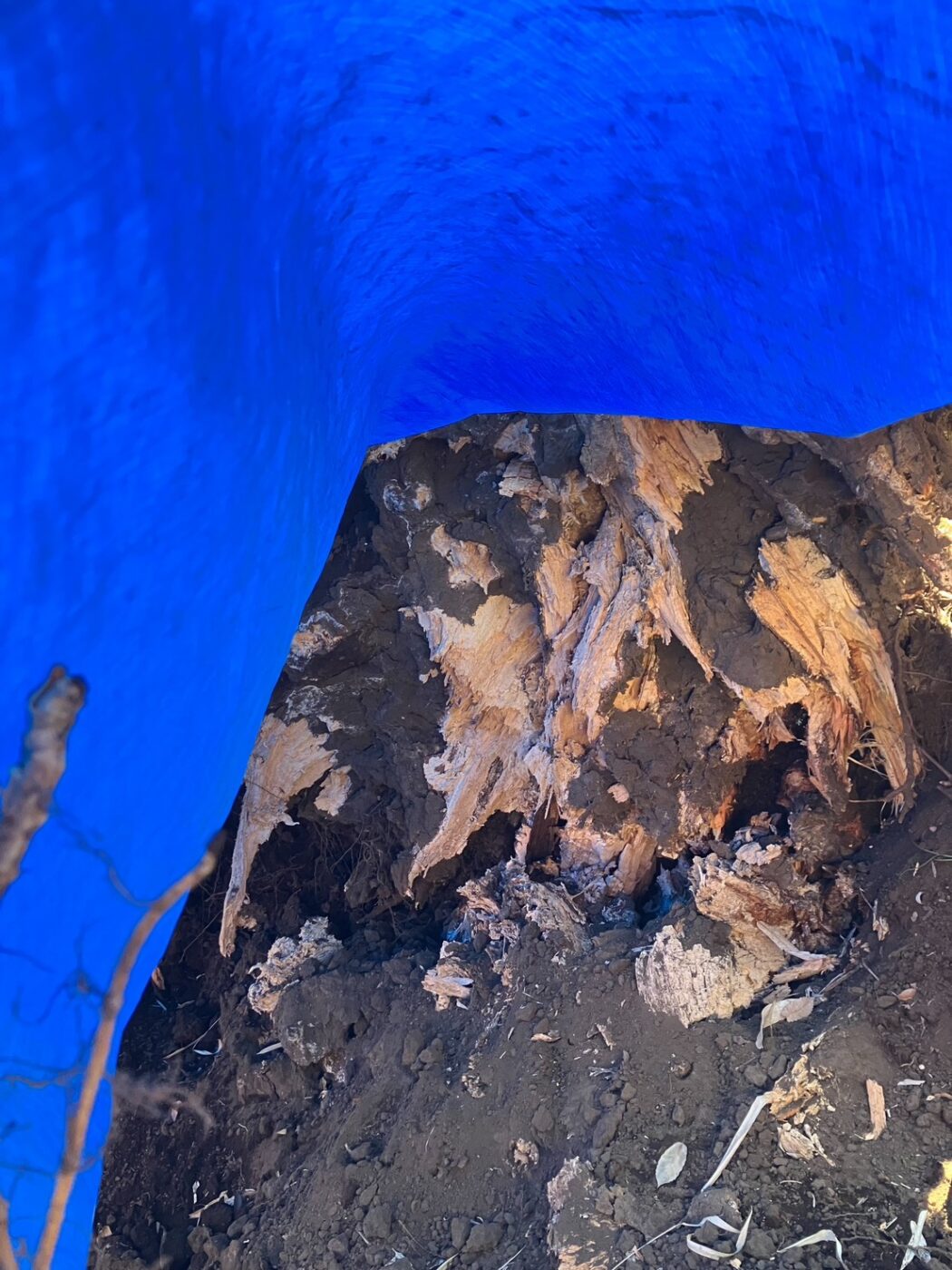 樹木医　倒木　桜　サクラ　樹木診断　公園　アーボリスト　根返り