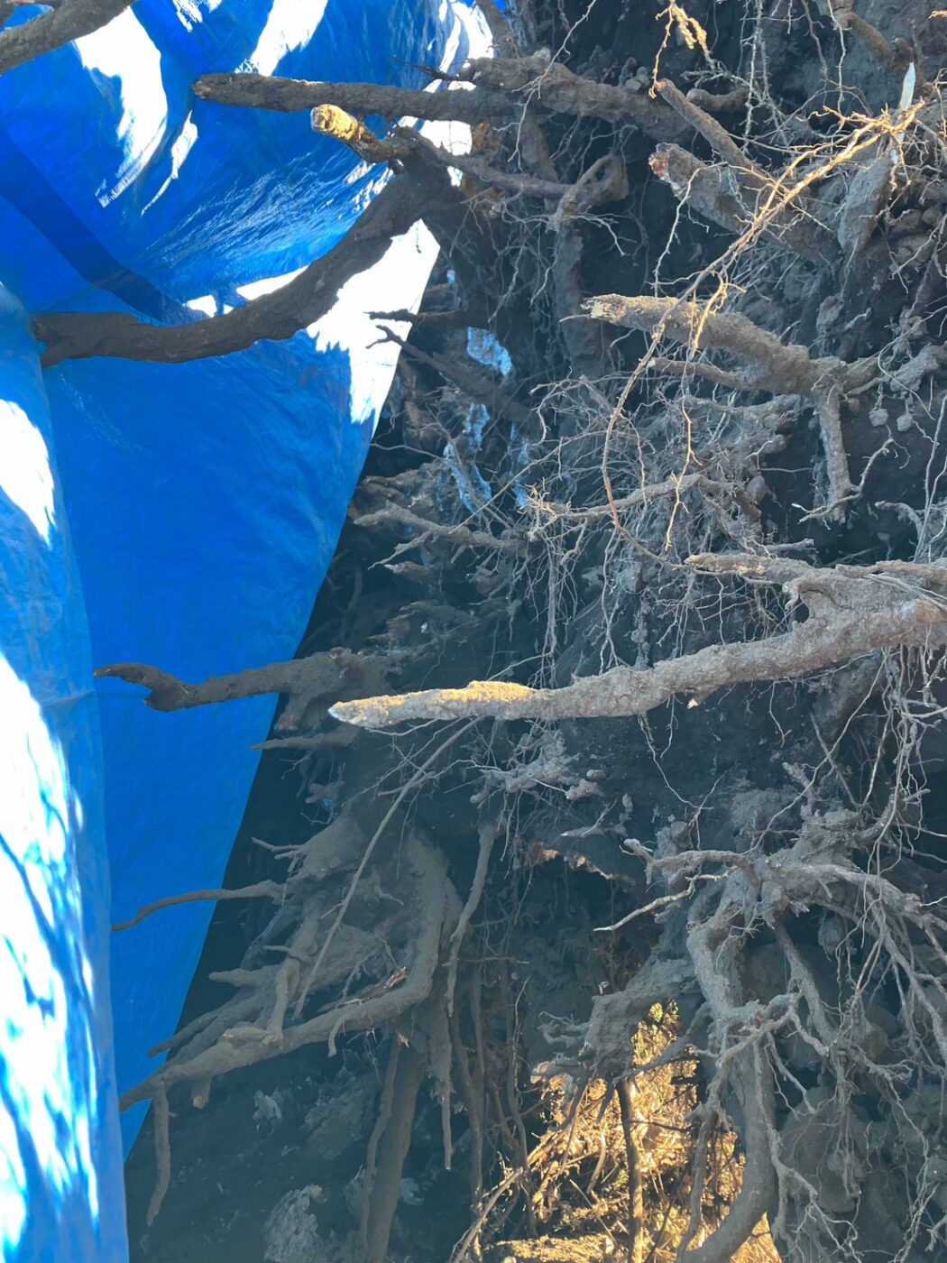 樹木医　倒木　桜　サクラ　樹木診断　公園　アーボリスト　根返り