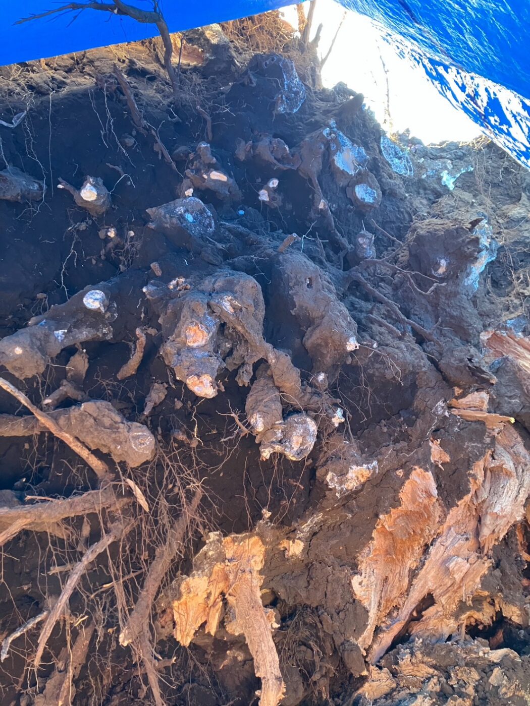 樹木医　倒木　桜　サクラ　樹木診断　公園　アーボリスト　根返り