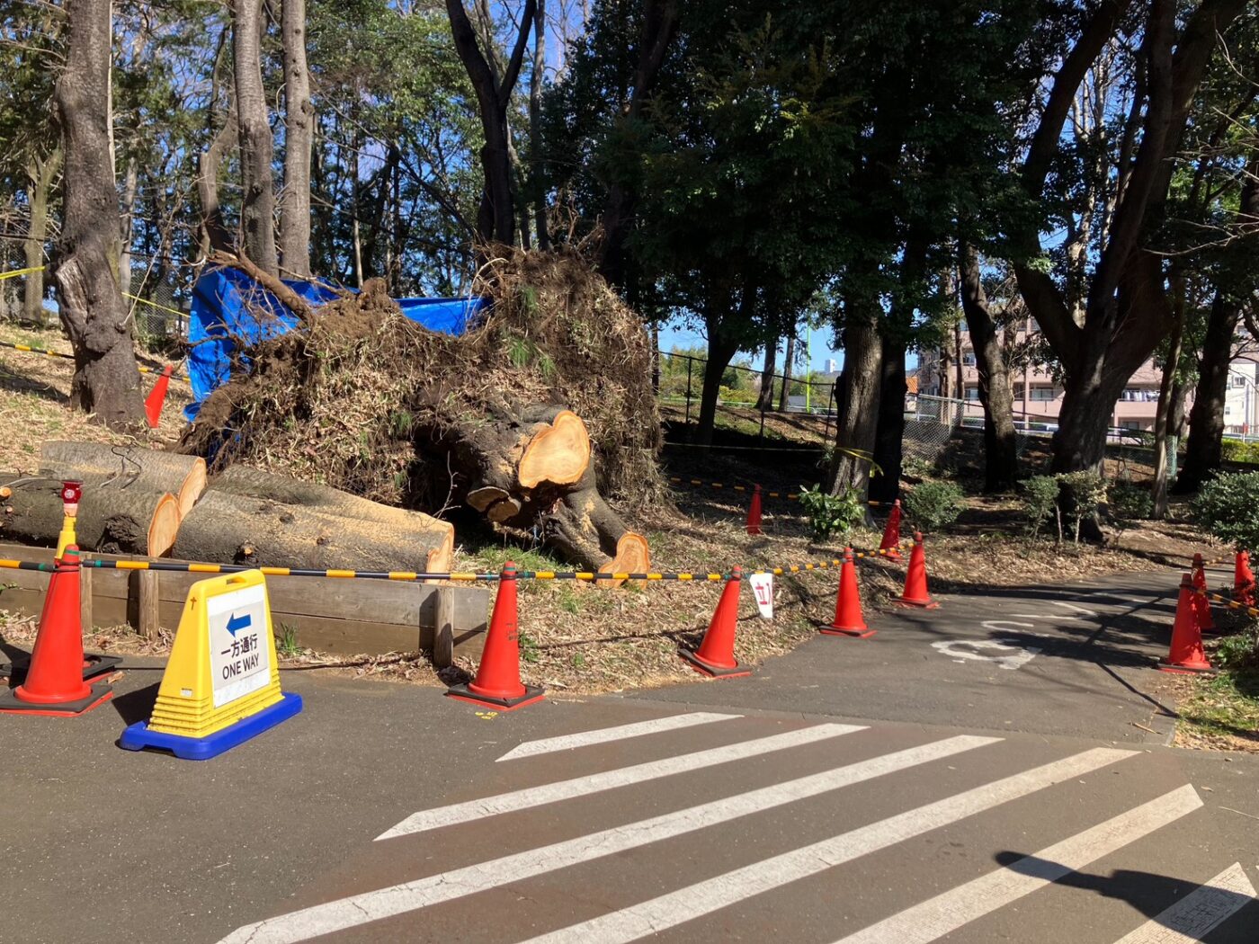 樹木医　倒木　桜　サクラ　樹木診断　公園　アーボリスト