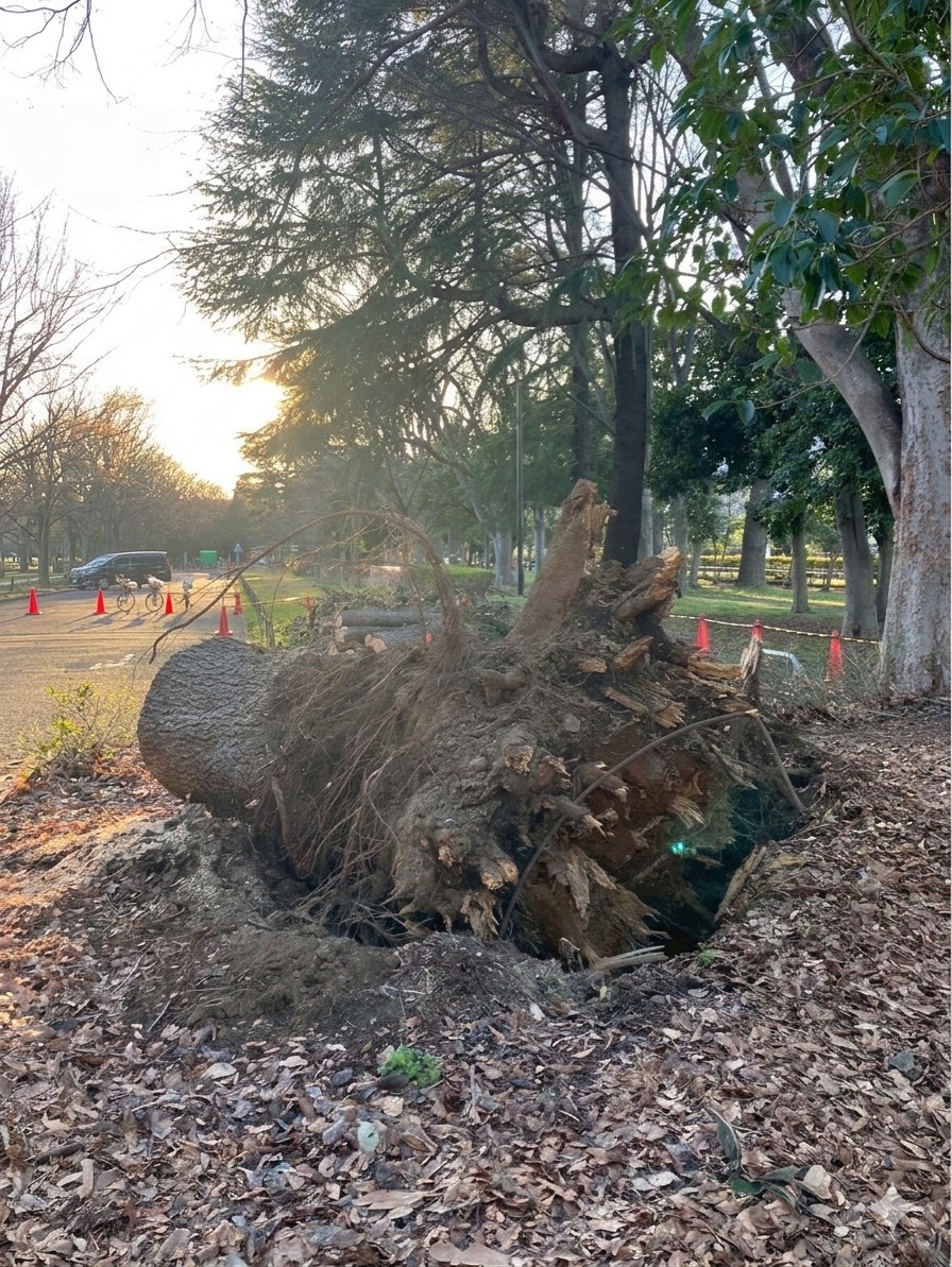 ヒマラヤスギ 倒木 根返り 倒伏 樹木医 樹木診断