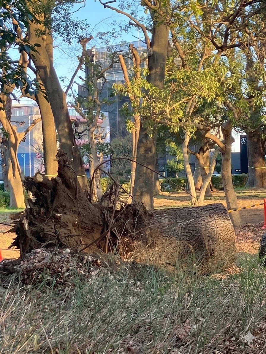 ヒマラヤスギ 倒木 根返り 倒伏 樹木医 樹木診断