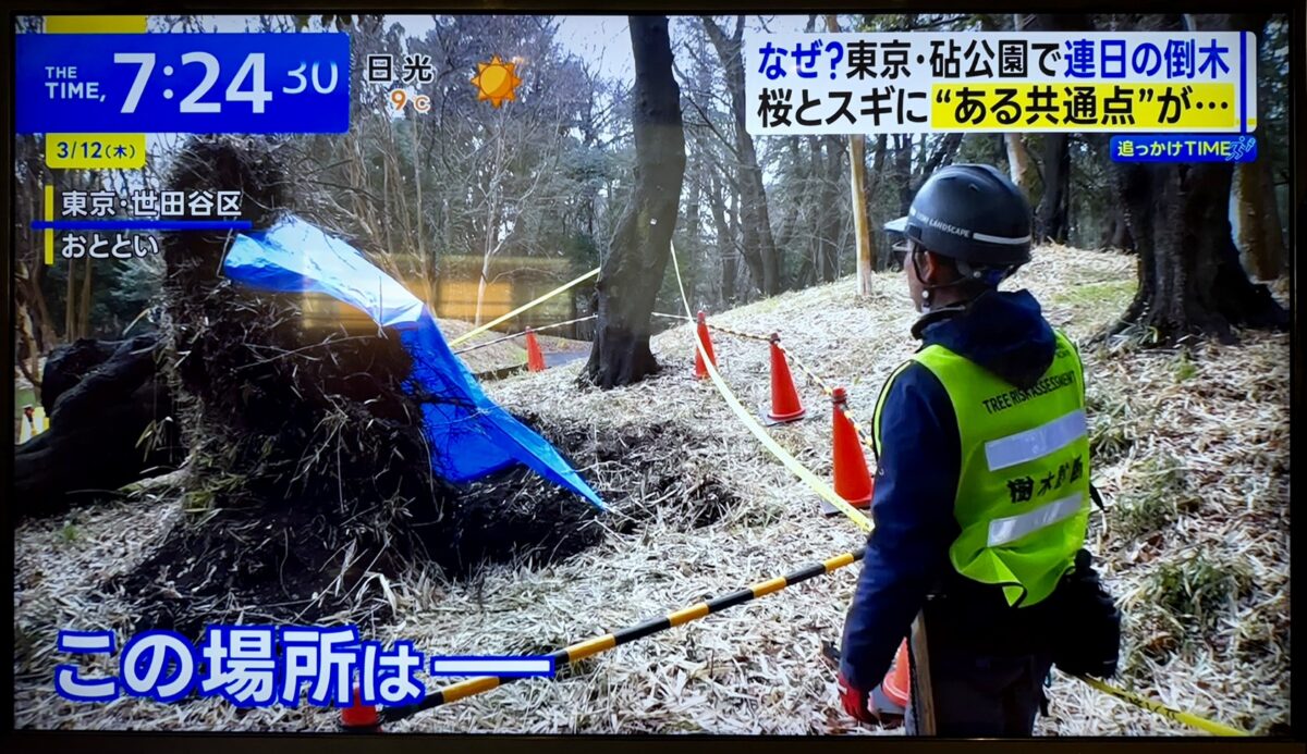 トシランドスケープ　樹木医　樹木診断　公園　倒木　台風　アーボリスト　樹木点検