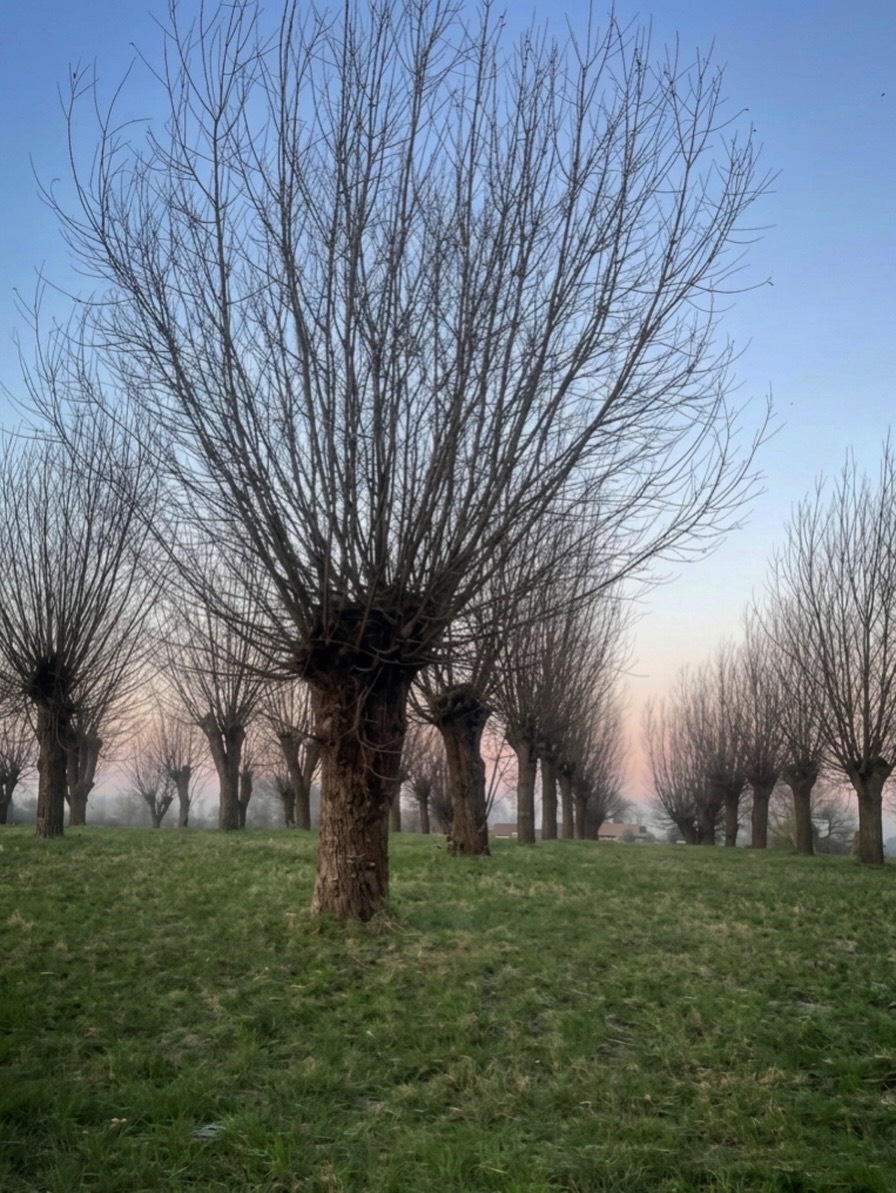 トローニュ　剪定　ヨーロッパ　フランス　街路樹　景観　緑陰　arborist
