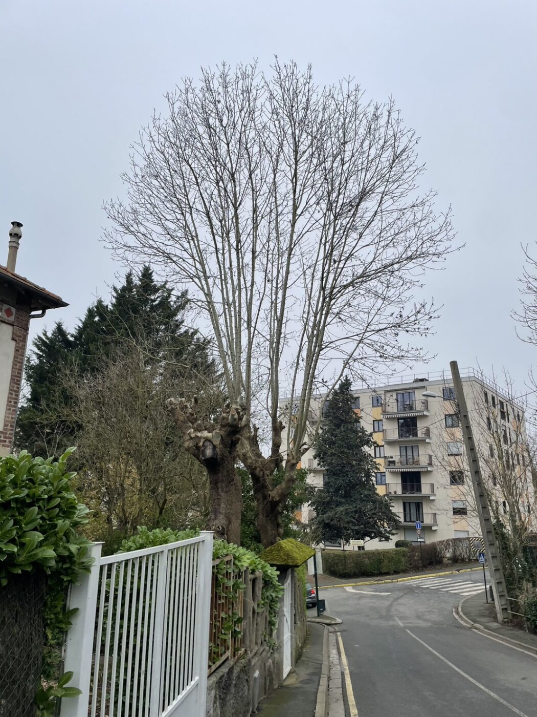 トローニュ　剪定　ヨーロッパ　フランス　街路樹　景観　緑陰　arborist